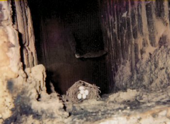 chimney swift protecting her eggs